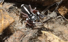 Stegodyphus mimosarum