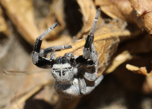 African Social Velvet Spider