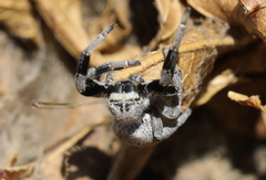 Stegodyphus mimosarum