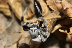 Stegodyphus mimosarum