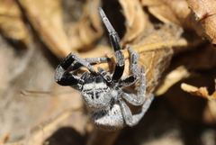 Stegodyphus mimosarum