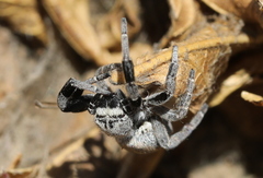 Stegodyphus mimosarum