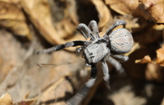 Stegodyphus mimosarum