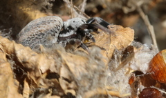 Stegodyphus mimosarum