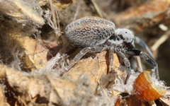 Stegodyphus mimosarum