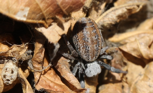 African Social Velvet Spider (Stegodyphus Mimosarum) · INaturalist Canada