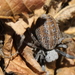 African Social Velvet Spider - Photo (c) fayne, some rights reserved (CC BY-NC), uploaded by fayne