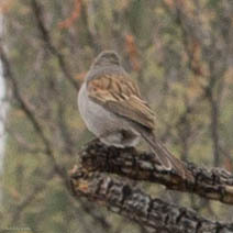 Spizella atrogularis