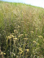 Helichrysum pannosum