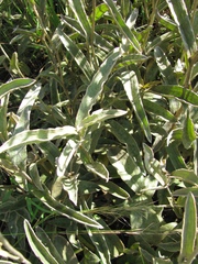 Helichrysum pannosum