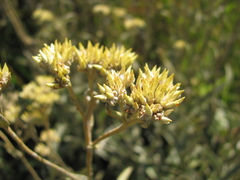 Helichrysum pannosum