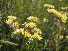 Helichrysum pannosum