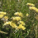 Helichrysum pannosum - Photo (c) Alison Young, algunos derechos reservados (CC BY-NC), subido por Alison Young