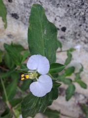 Commelina erecta erecta
