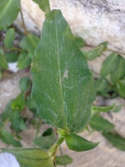 Commelina erecta erecta