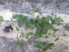 Commelina erecta erecta