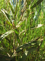 Helichrysum pannosum