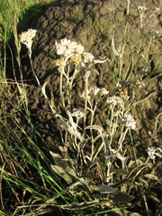 Helichrysum pannosum