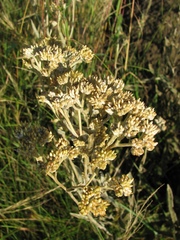 Helichrysum pannosum
