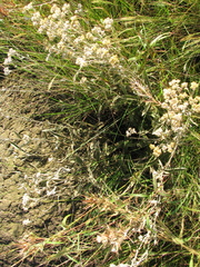 Helichrysum pannosum