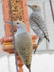 Gilded Flicker photo 3