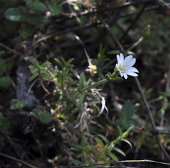 Cerastium arvense strictum