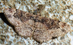 Parapholodes fuliginea