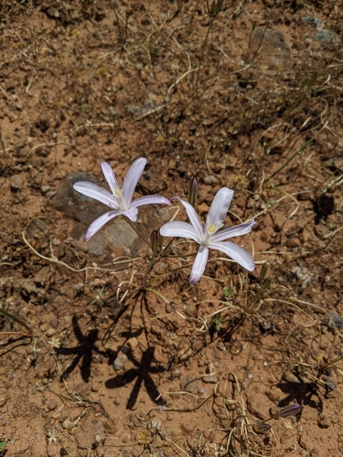 Image of Brodiaea californica by (c) Kayla Sweeten, some rights reserved (CC BY)