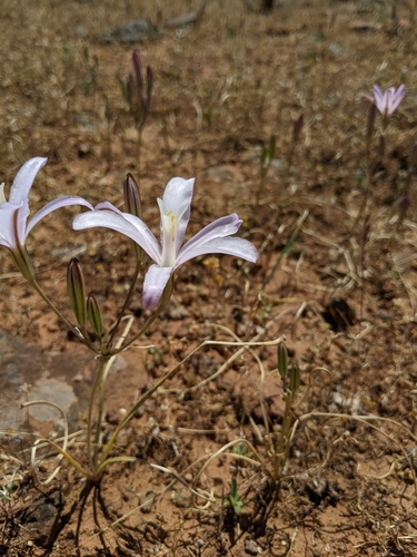 Image of Brodiaea californica by (c) Kayla Sweeten, some rights reserved (CC BY)