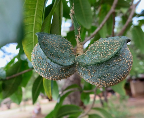 Tabernaemontana elegans