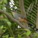 Hispaniolan Lizard-Cuckoo - Photo (c) Heather Pickard, some rights reserved (CC BY-NC), uploaded by Heather Pickard
