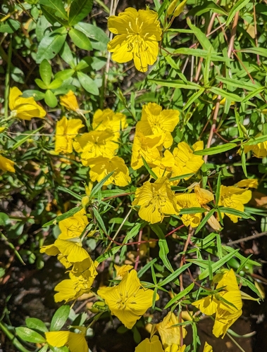 riverbank sundrops (Oenothera riparia)