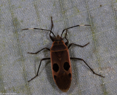 Physopelta cincticollis