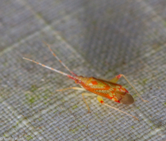 Pseudoloxops pardellus