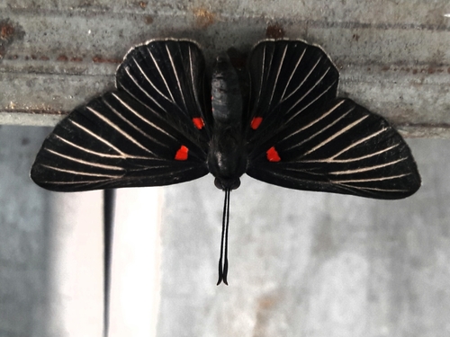 White-rayed Metalmark