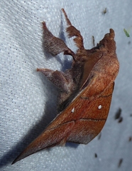 Odonestis erectilinea