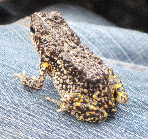 Little Mexican Toad, Anaxyrus kelloggi