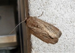 Lepidoptera