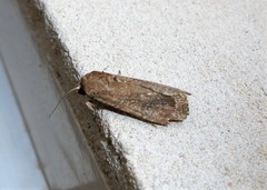 Lepidoptera