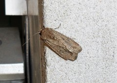 Lepidoptera