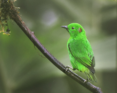 Chlorochrysa phoenicotis