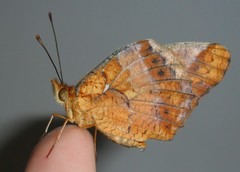 Euptoieta hegesia