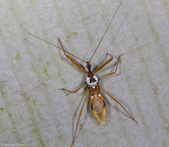 Epidaus famulus