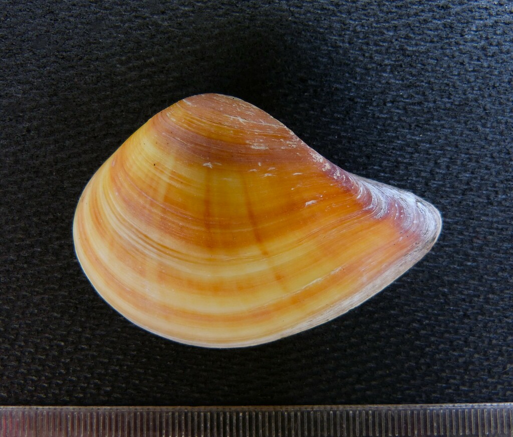 Hybolophus gibbosus