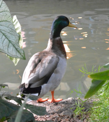 Anas platyrhynchos