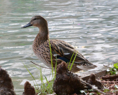 Anas platyrhynchos