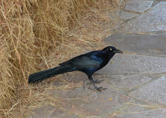Quiscalus mexicanus