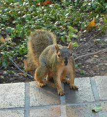 Sciurus niger