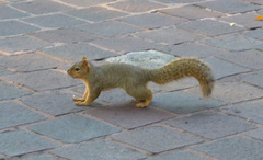 Sciurus niger