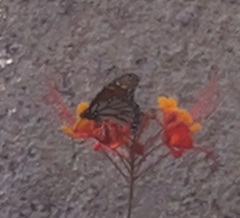 Danaus plexippus